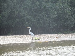 Île aux oiseaux, la réserve de la biodiversité de Grand-Popo