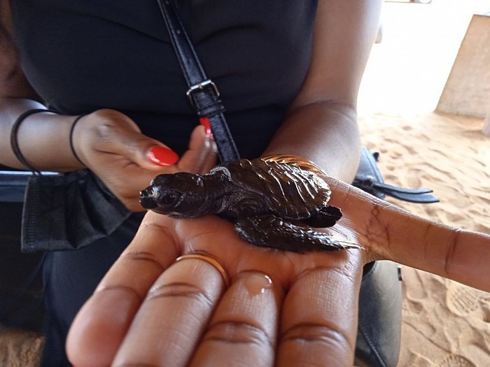 Les tortues marines à découvrir