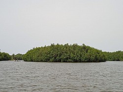 Îles de mangroves